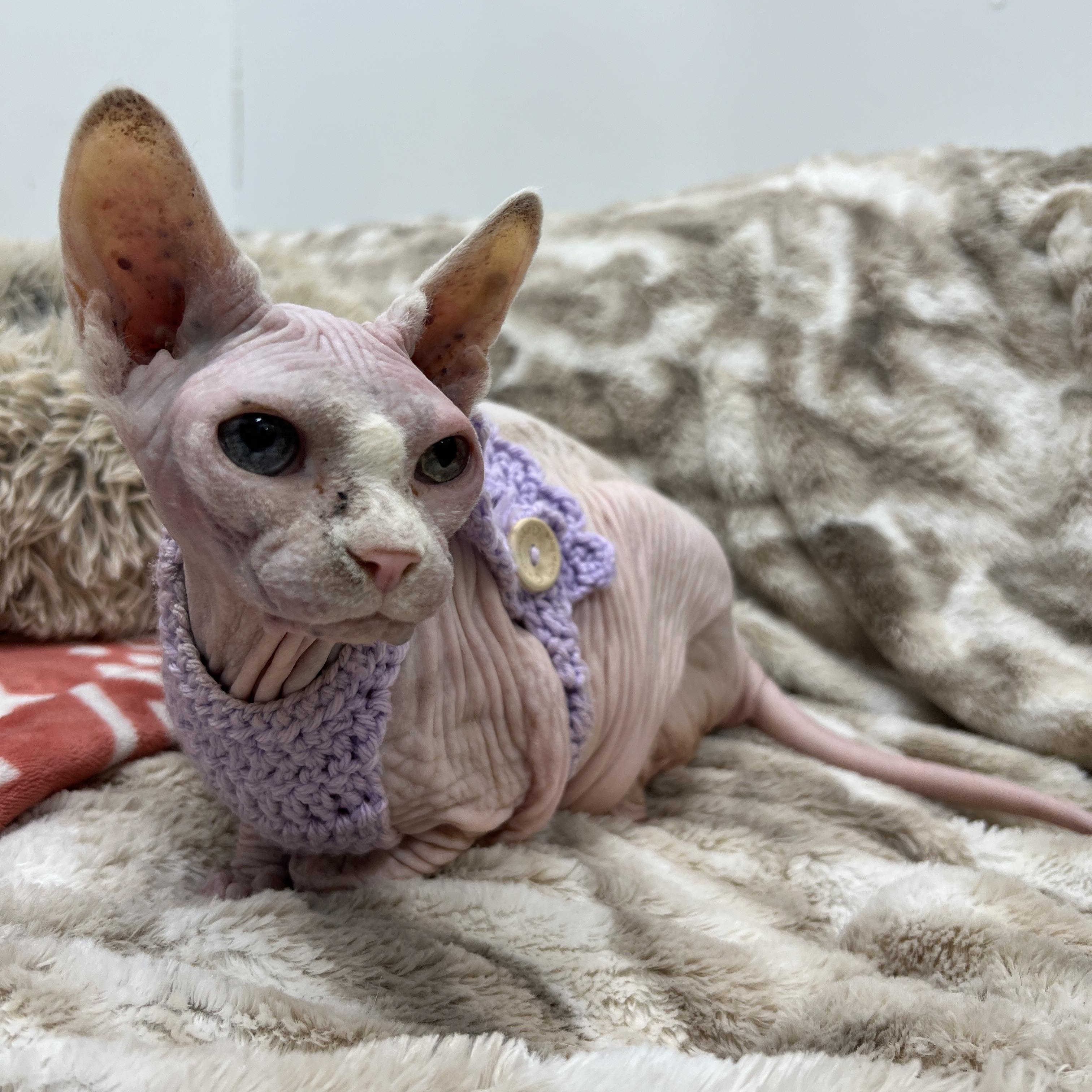 Enlarge Stoli, an adopted Sphynx / Hairless Cat in Philadelphia, PA image 1/3