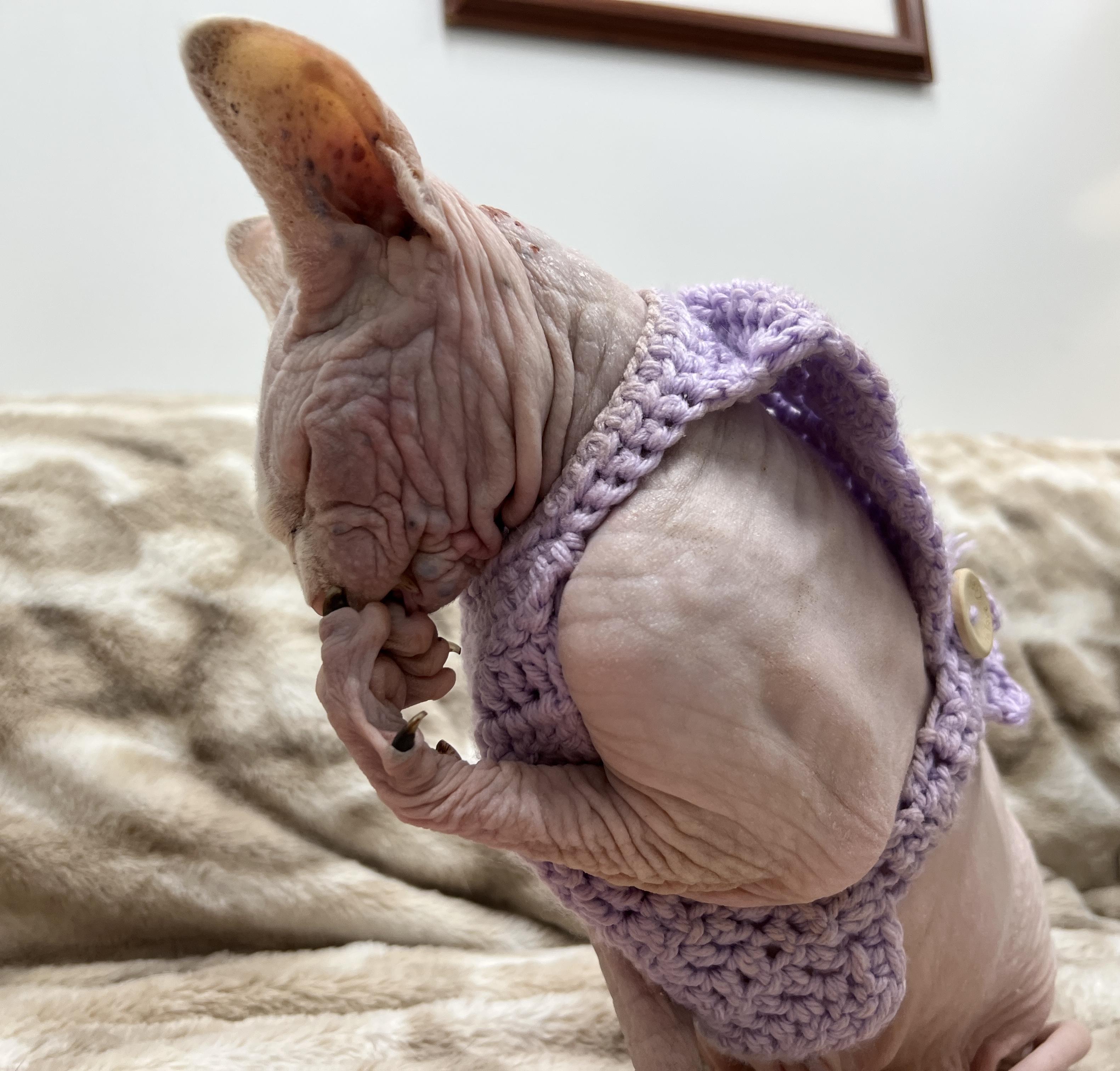 Enlarge Stoli, an adopted Sphynx / Hairless Cat in Philadelphia, PA image 3/3