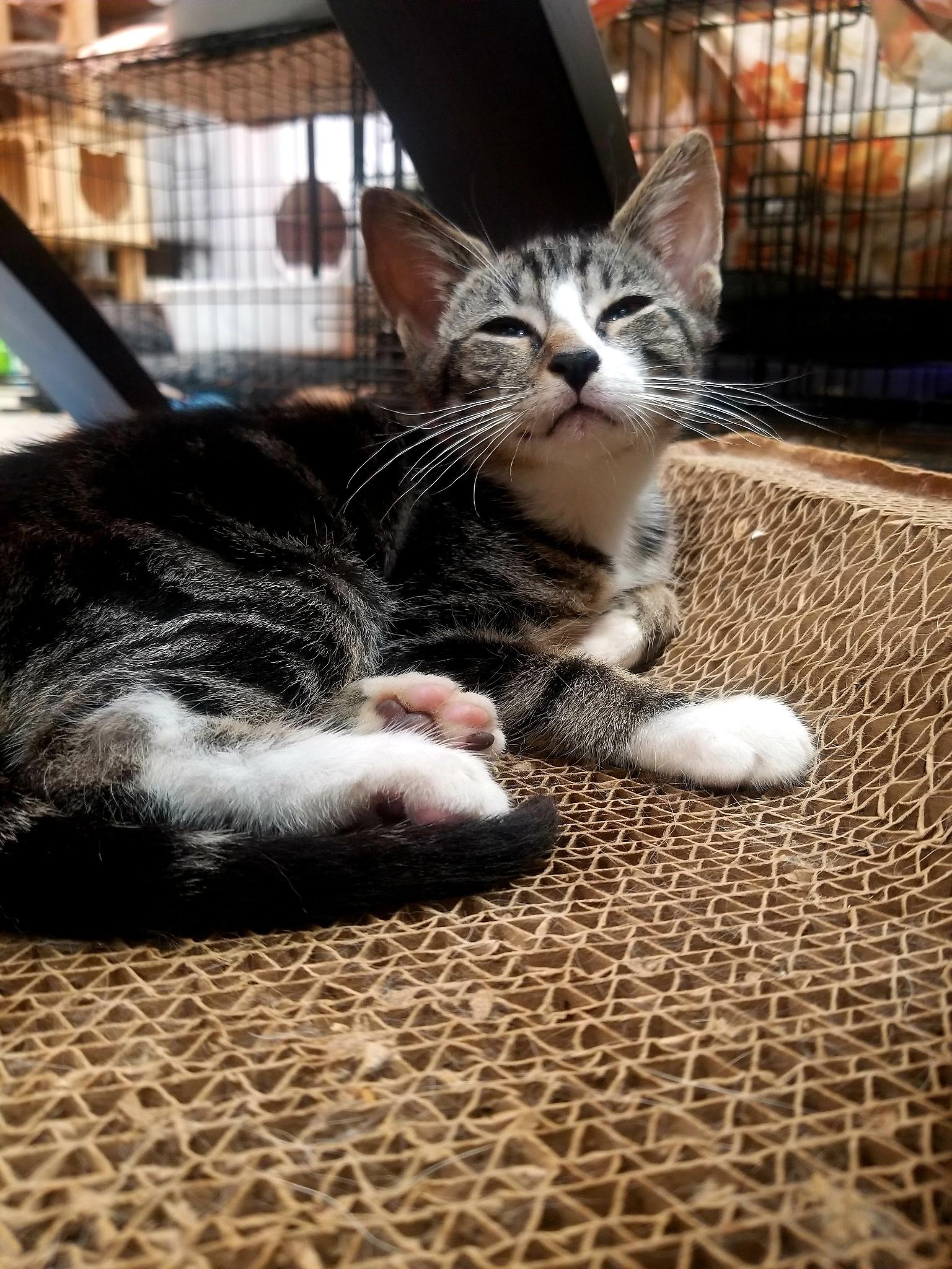 Justin, Adoptable, Kitten Male Tabby.