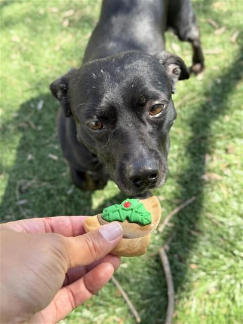 PEDRO, Adoptable, Adult Male Dachshund.