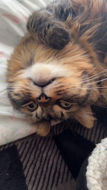 Fluffy Michelle, a Adoptable mixed breed in Baltimore, MD image 6/6