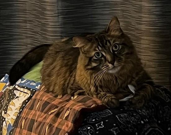 Fluffy Michelle, a Adoptable mixed breed in Baltimore, MD image 4/6