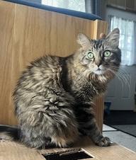 Fluffy Michelle, a Adoptable mixed breed in Baltimore, MD image 1/6