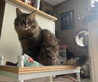 Fluffy Michelle, a Adoptable mixed breed in Baltimore, MD image 3/6