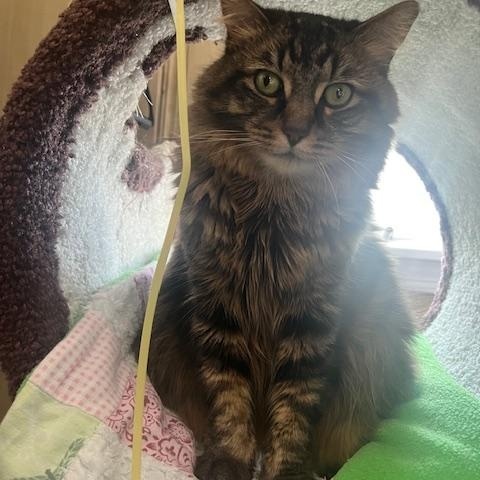 Fluffy Michelle, a Adoptable mixed breed in Baltimore, MD image 5/6