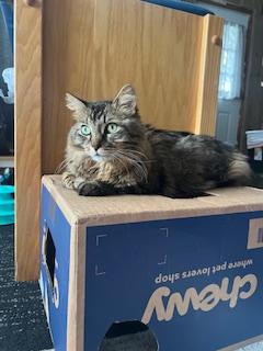 Fluffy Michelle, Adoptable, Adult Female Domestic Long Hair.