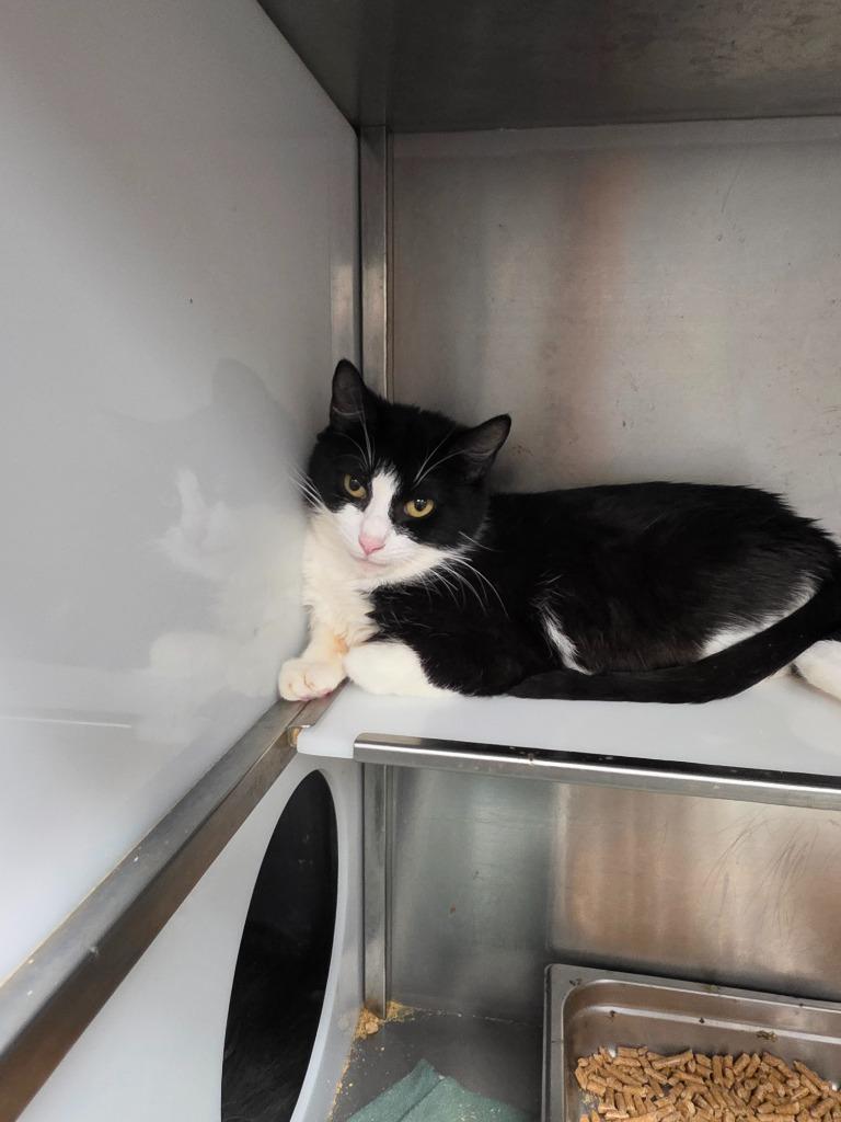 PAWDREY HEPBURN, Adoptable, Young Female Domestic Short Hair.