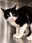 PAWDREY HEPBURN, a Adoptable mixed breed in Rome, GA image 2/3