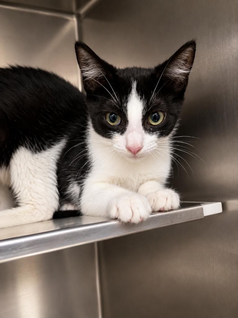 PAWDREY HEPBURN, a Adoptable mixed breed in Rome, GA image 3/3