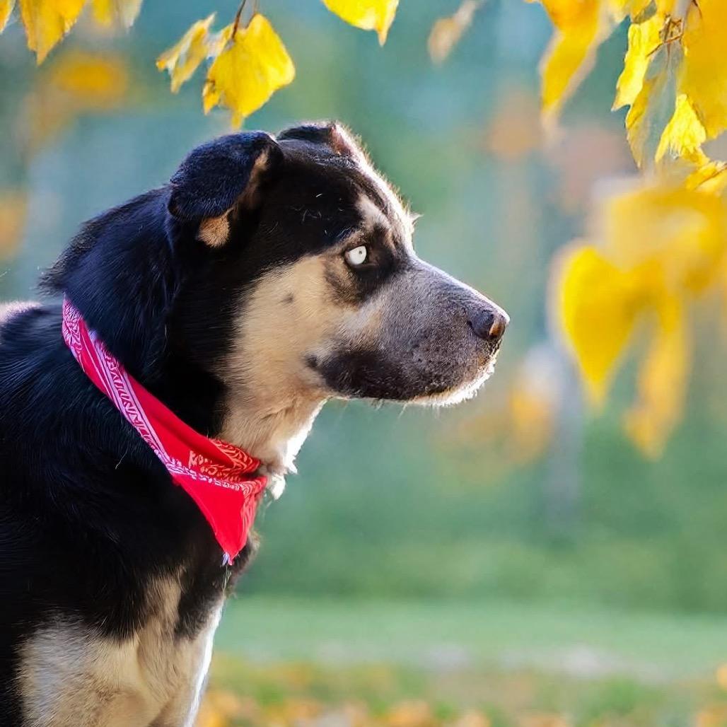 Enlarge Kodiak, a Adoptable Siberian Husky in Belleville, IL image 5/5