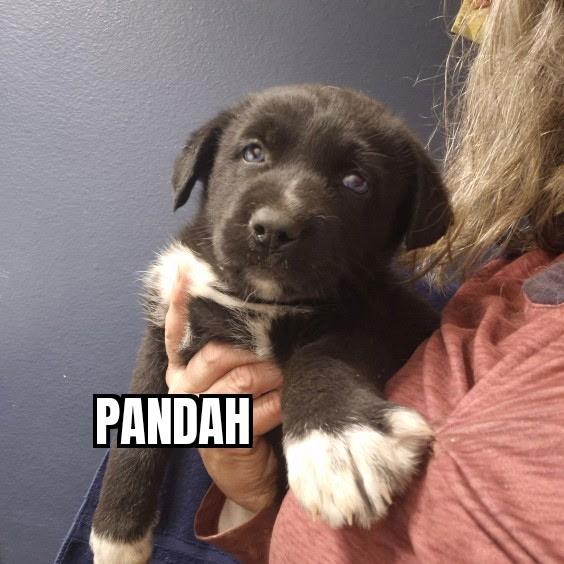 Pandah, adopted, Puppy Female German Shepherd Dog.