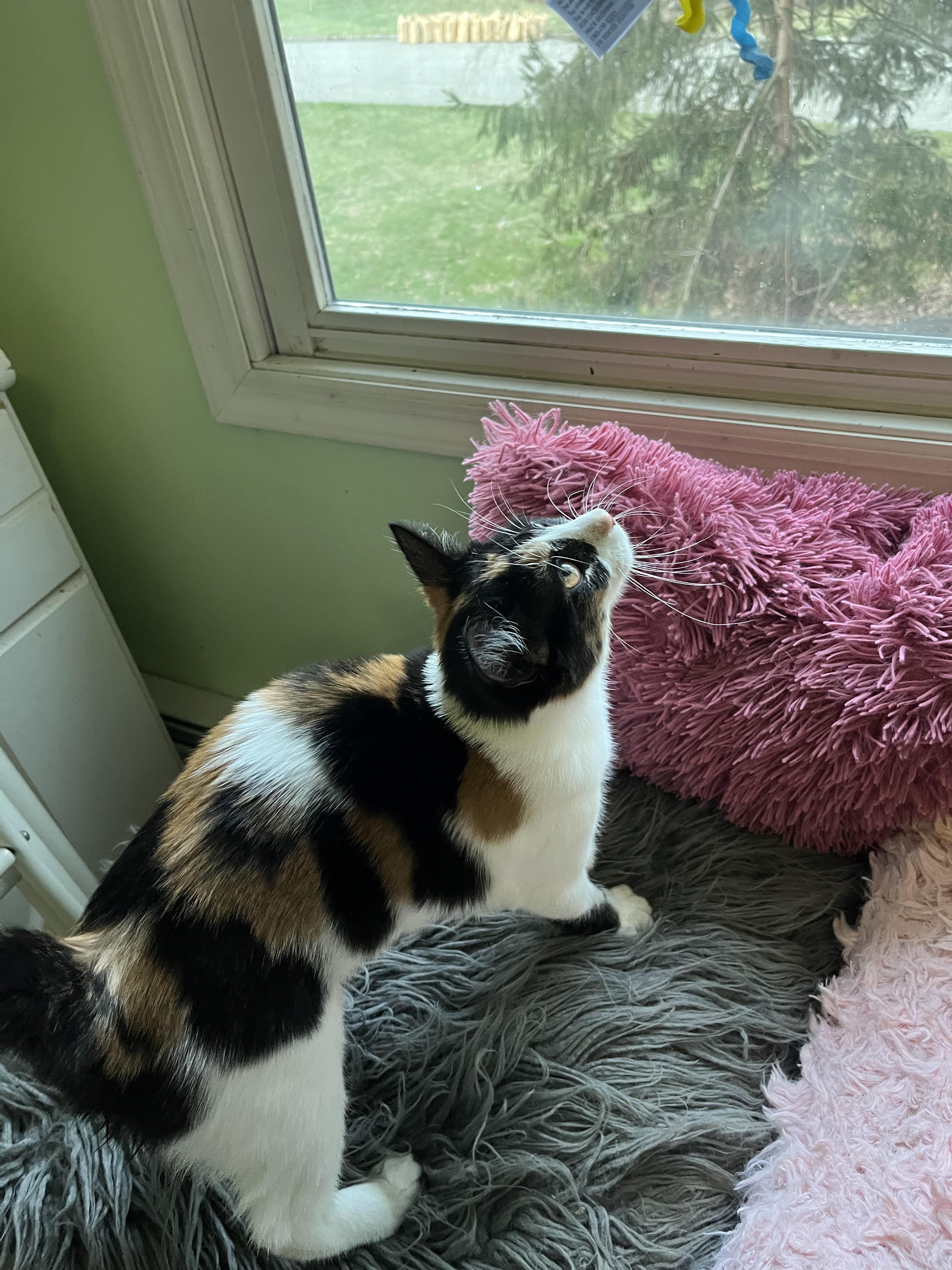 Enlarge Daisy , a ADOPTABLE Domestic Short Hair in Succasunna, NJ image 4/5