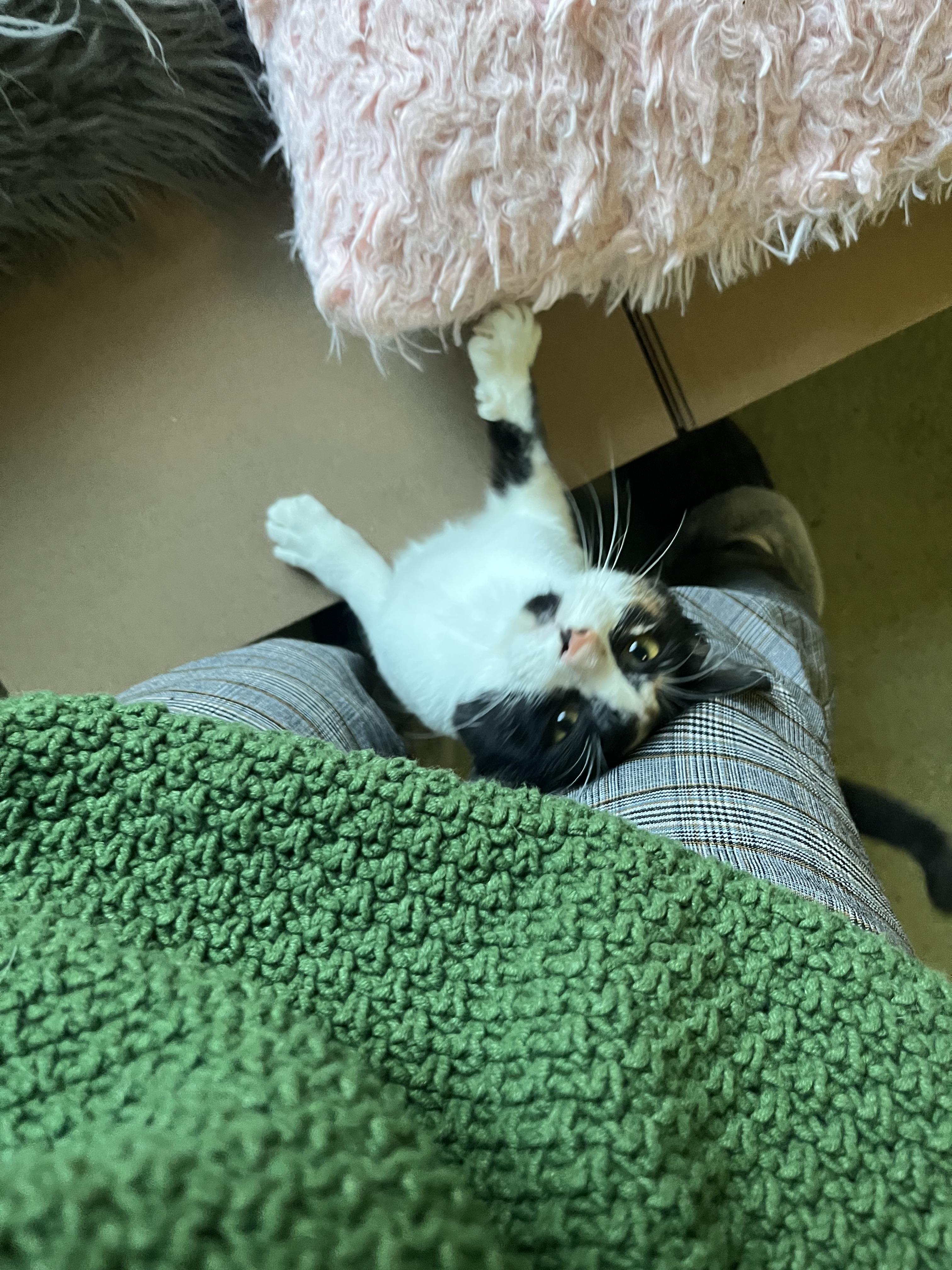 Enlarge Daisy , a ADOPTABLE Domestic Short Hair in Succasunna, NJ image 3/5