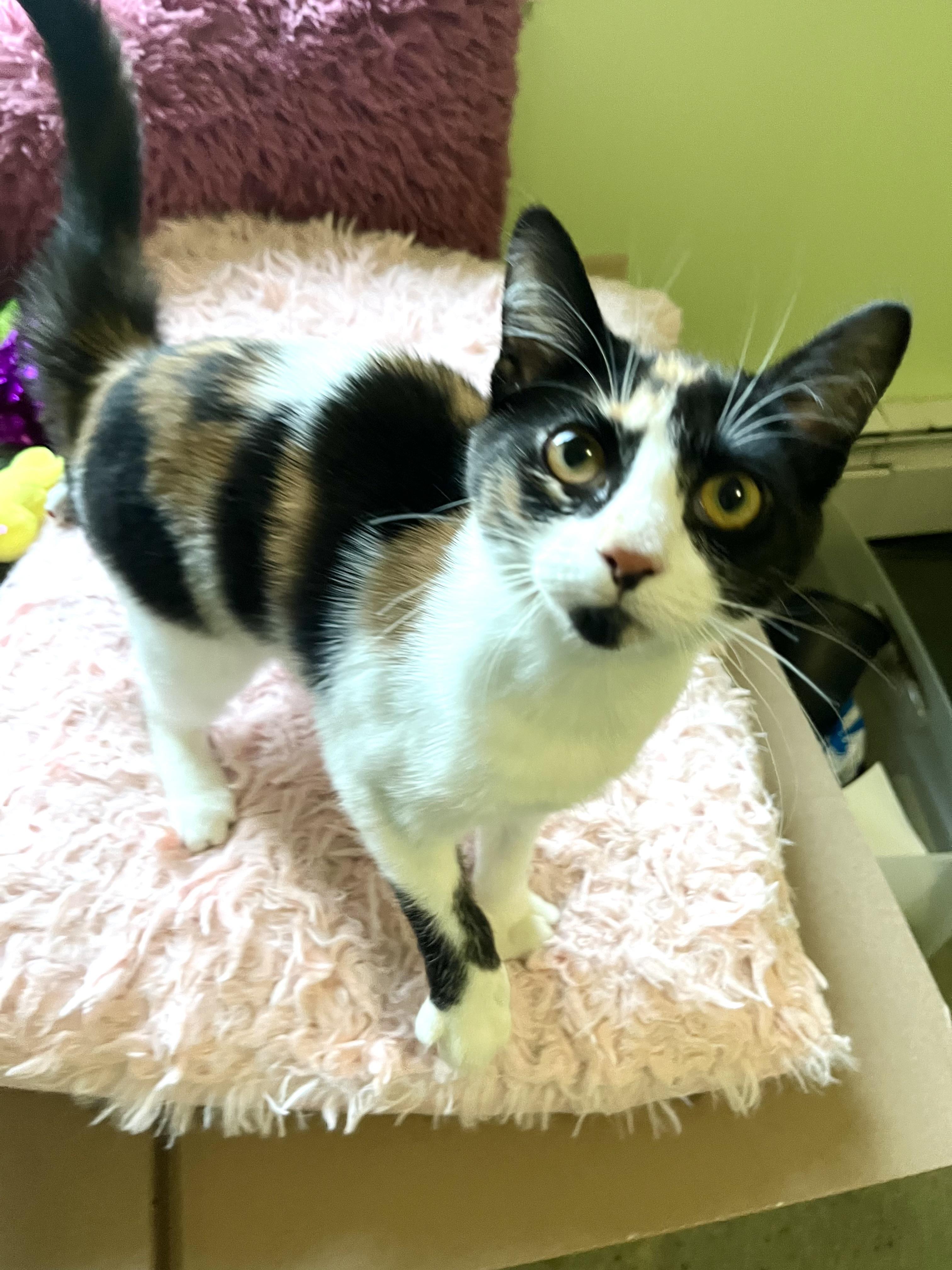 Enlarge Daisy , a ADOPTABLE Domestic Short Hair in Succasunna, NJ image 5/5