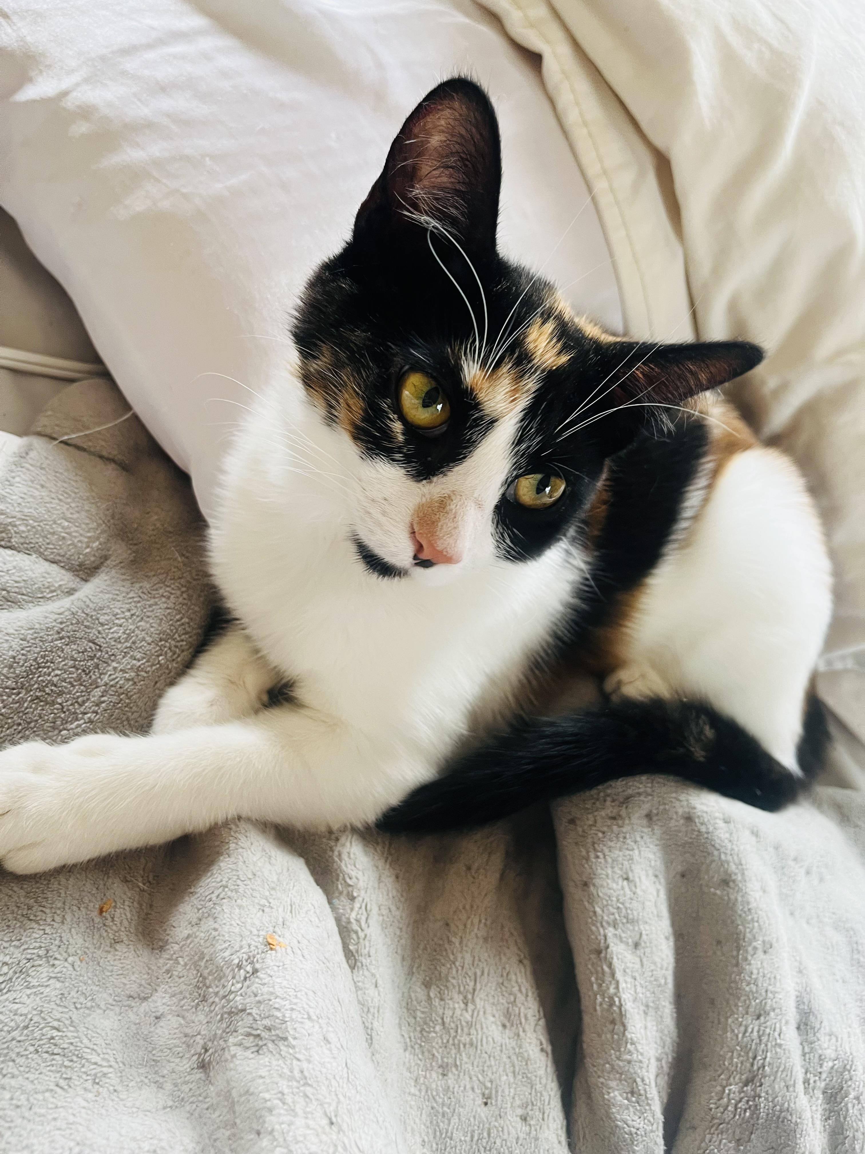 Daisy , a ADOPTABLE Domestic Short Hair in Succasunna, NJ image 6/6