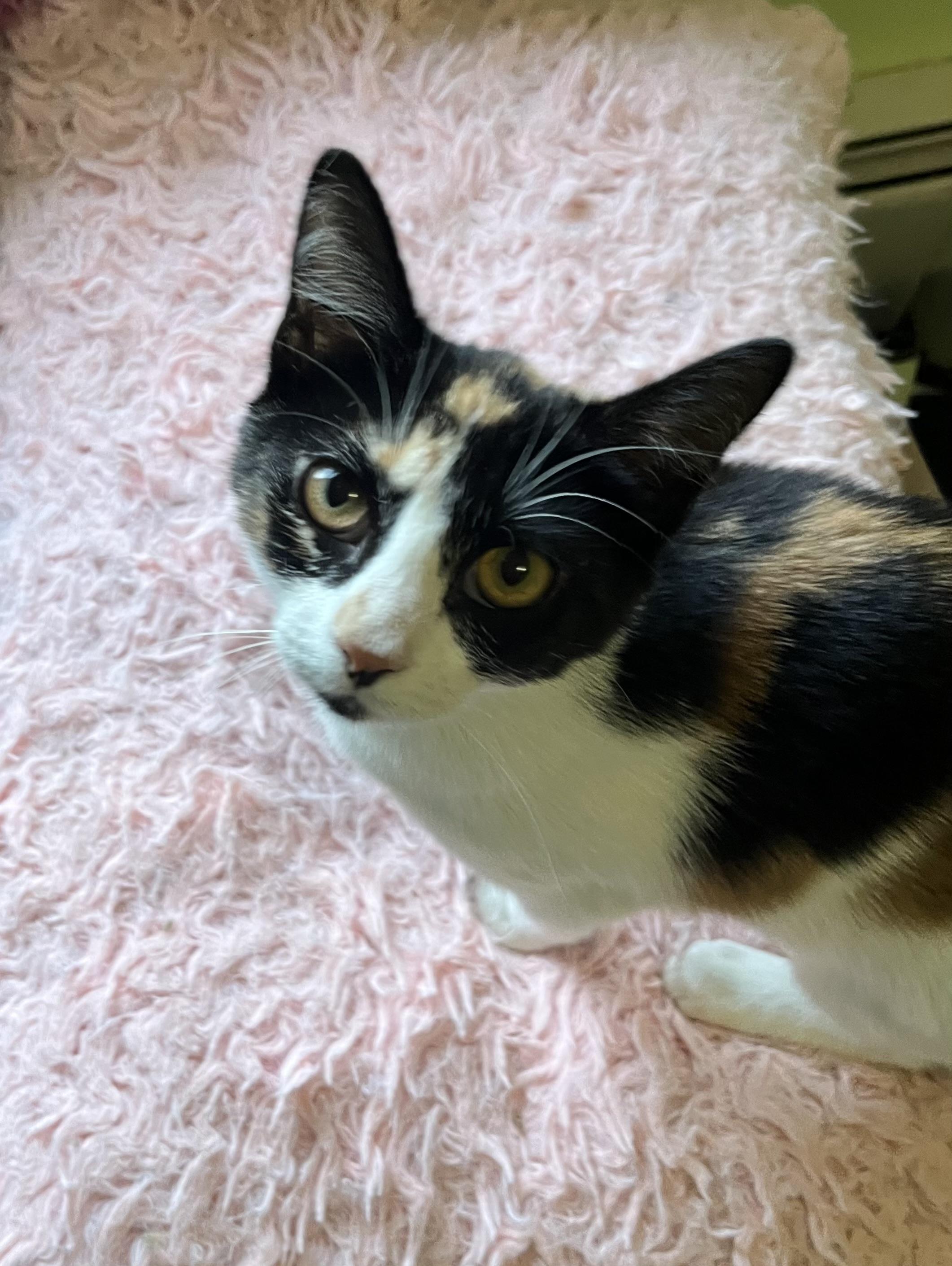 Daisy , ADOPTABLE, Kitten Female Domestic Short Hair.