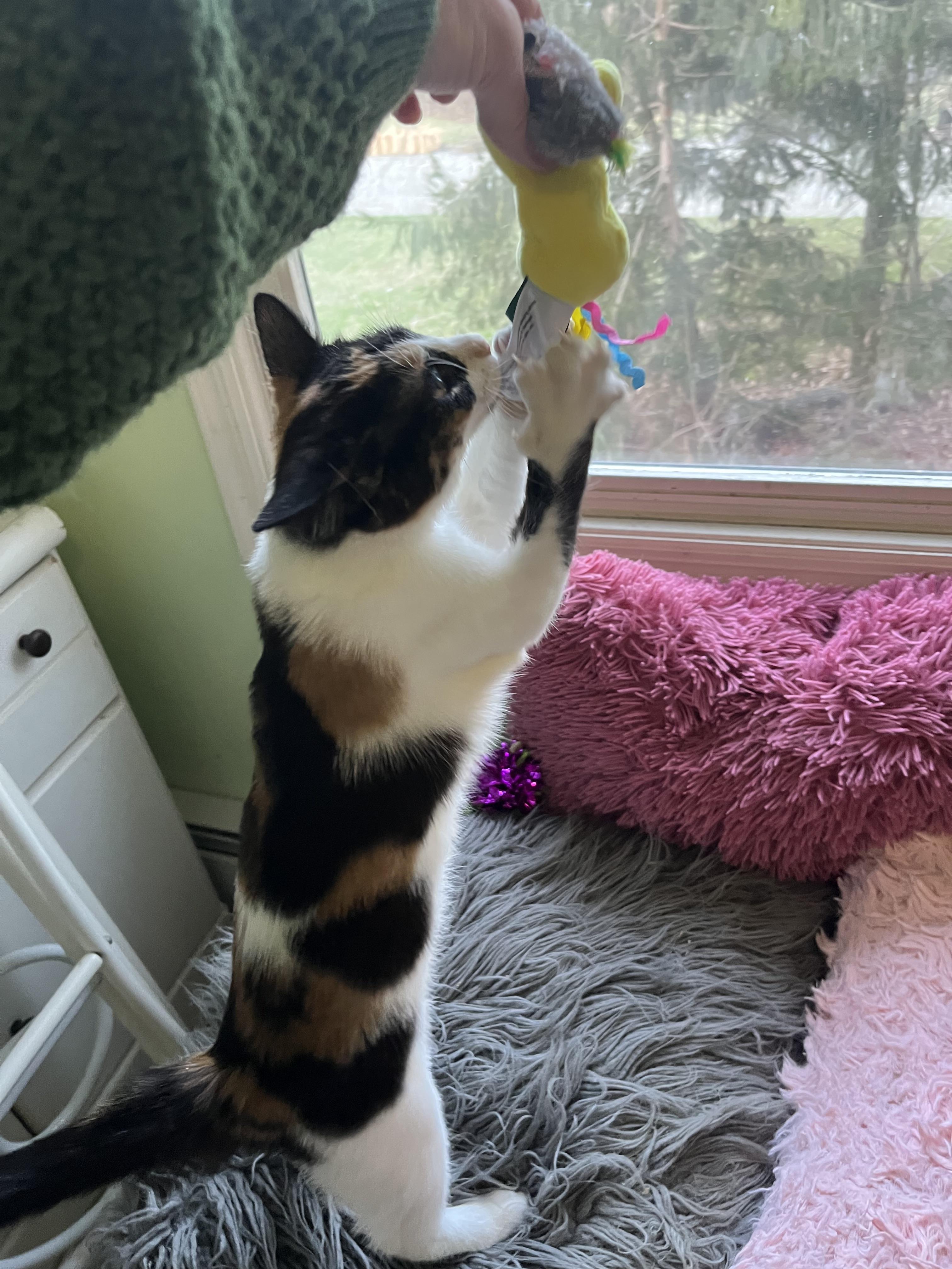 Daisy , ADOPTABLE, Kitten Female Domestic Short Hair.