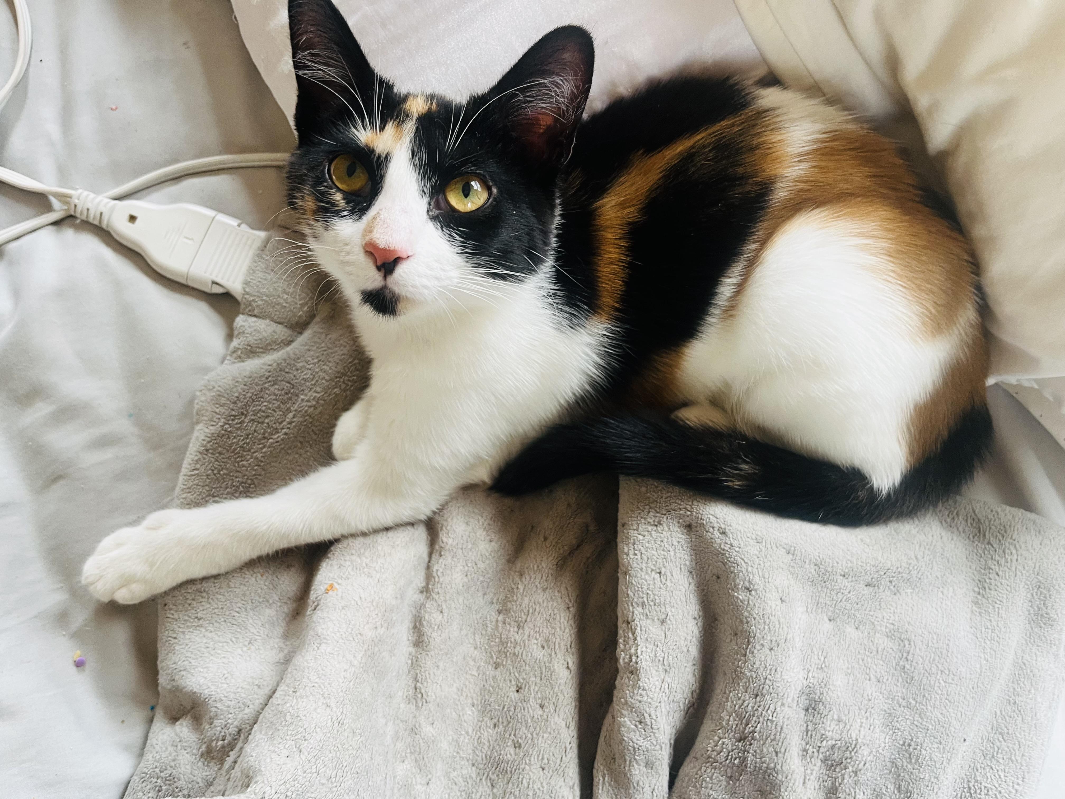 Daisy , a ADOPTABLE Domestic Short Hair in Succasunna, NJ image 4/6