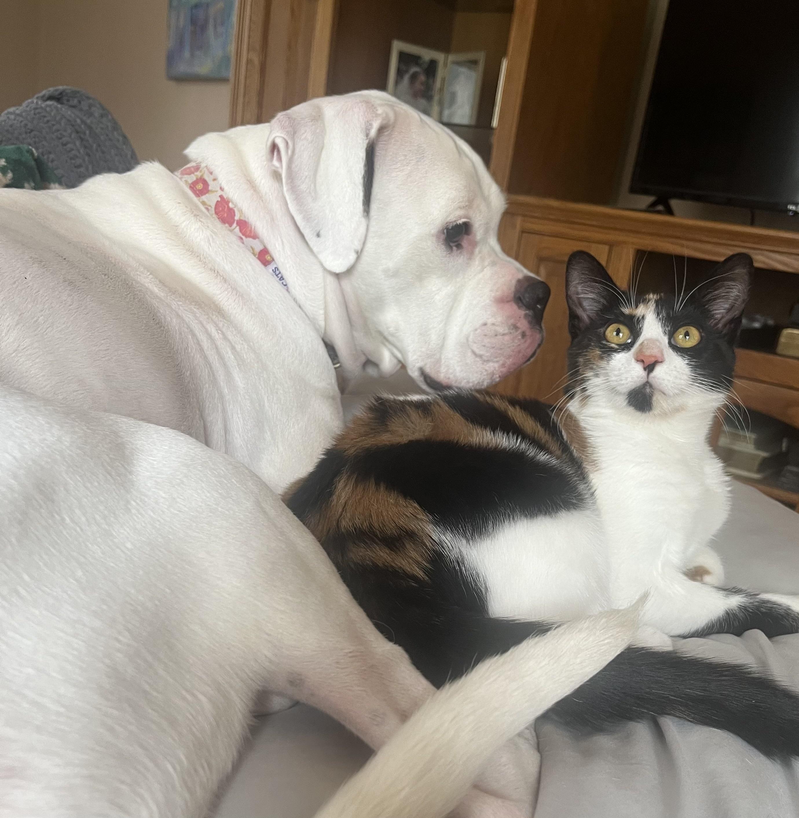 Daisy , a ADOPTABLE Domestic Short Hair in Succasunna, NJ image 5/6