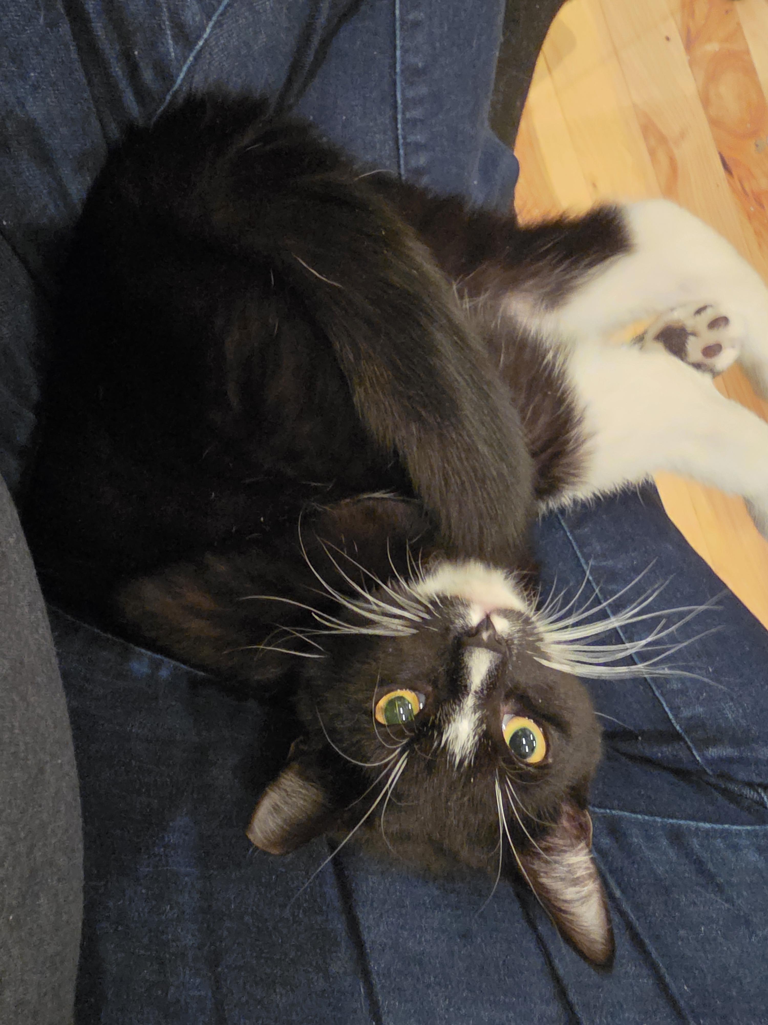 Ambrose, Adoptable, Young Male Domestic Short Hair & Tuxedo.