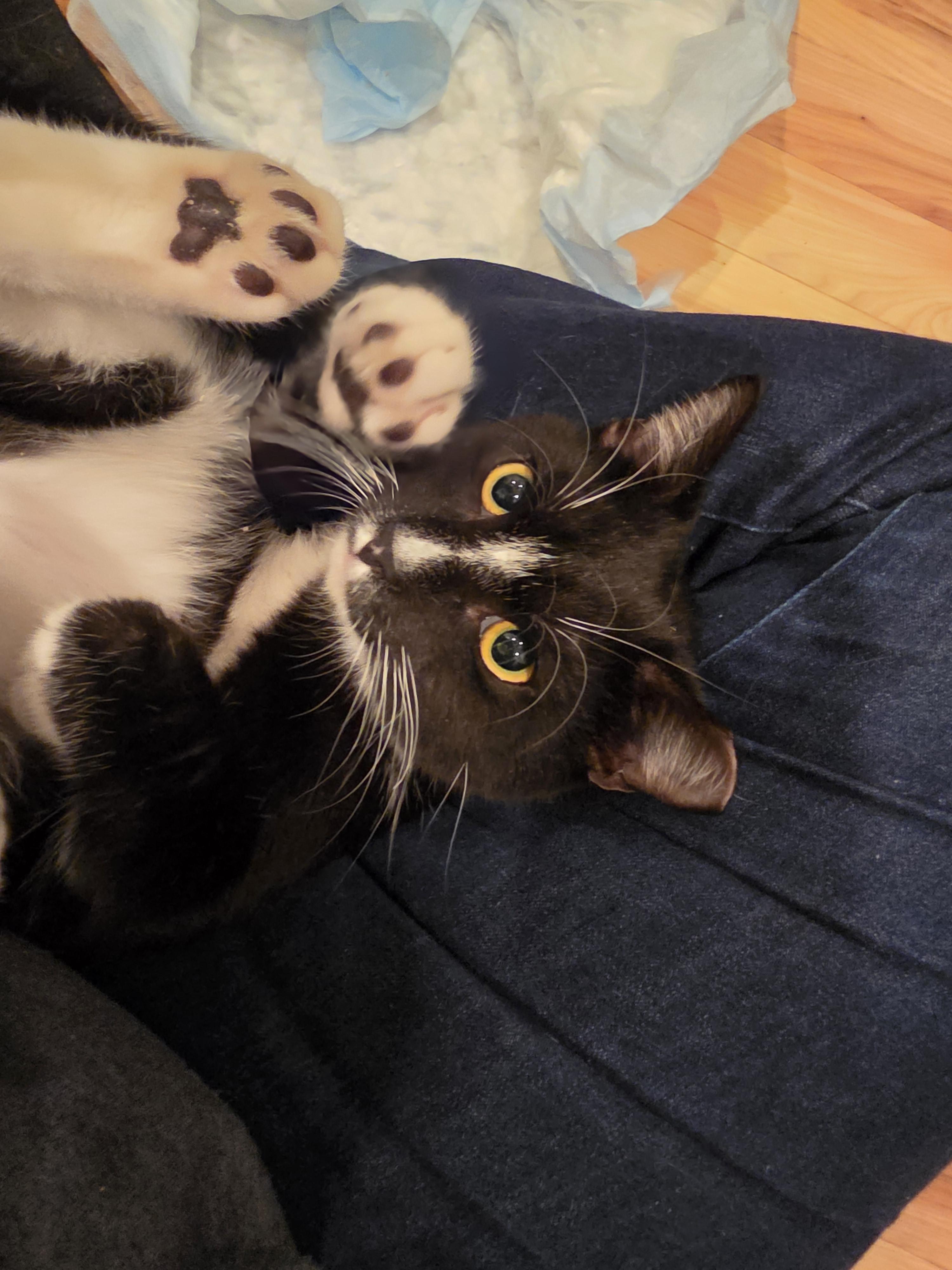 Enlarge Ambrose, a Adoptable mixed breed in Baltimore, MD image 2/2