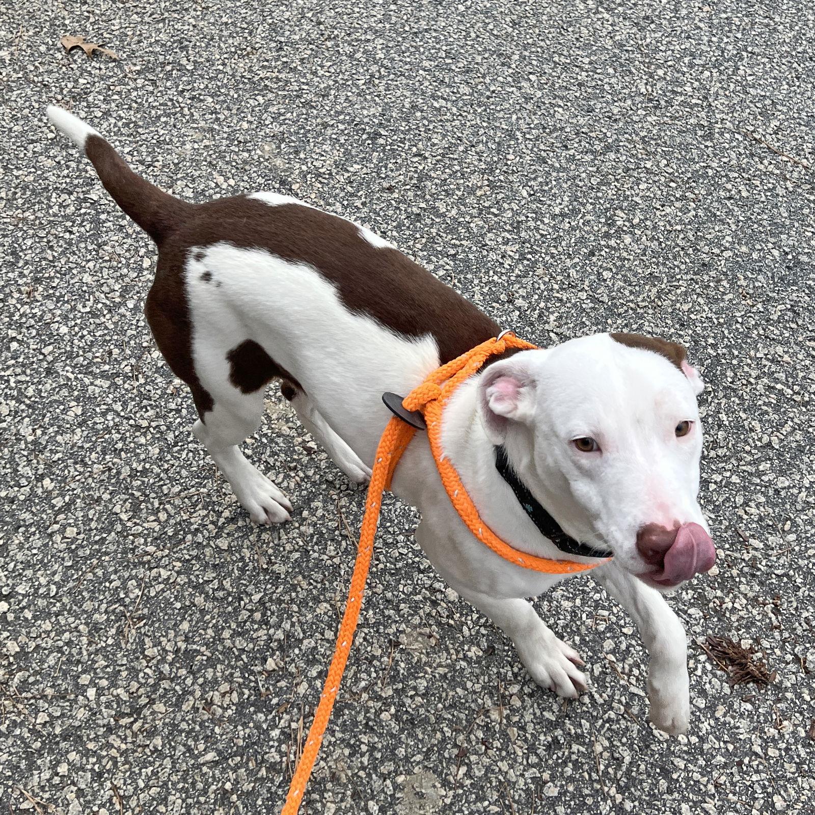 Nada, Adoptable, Young Male Pointer.