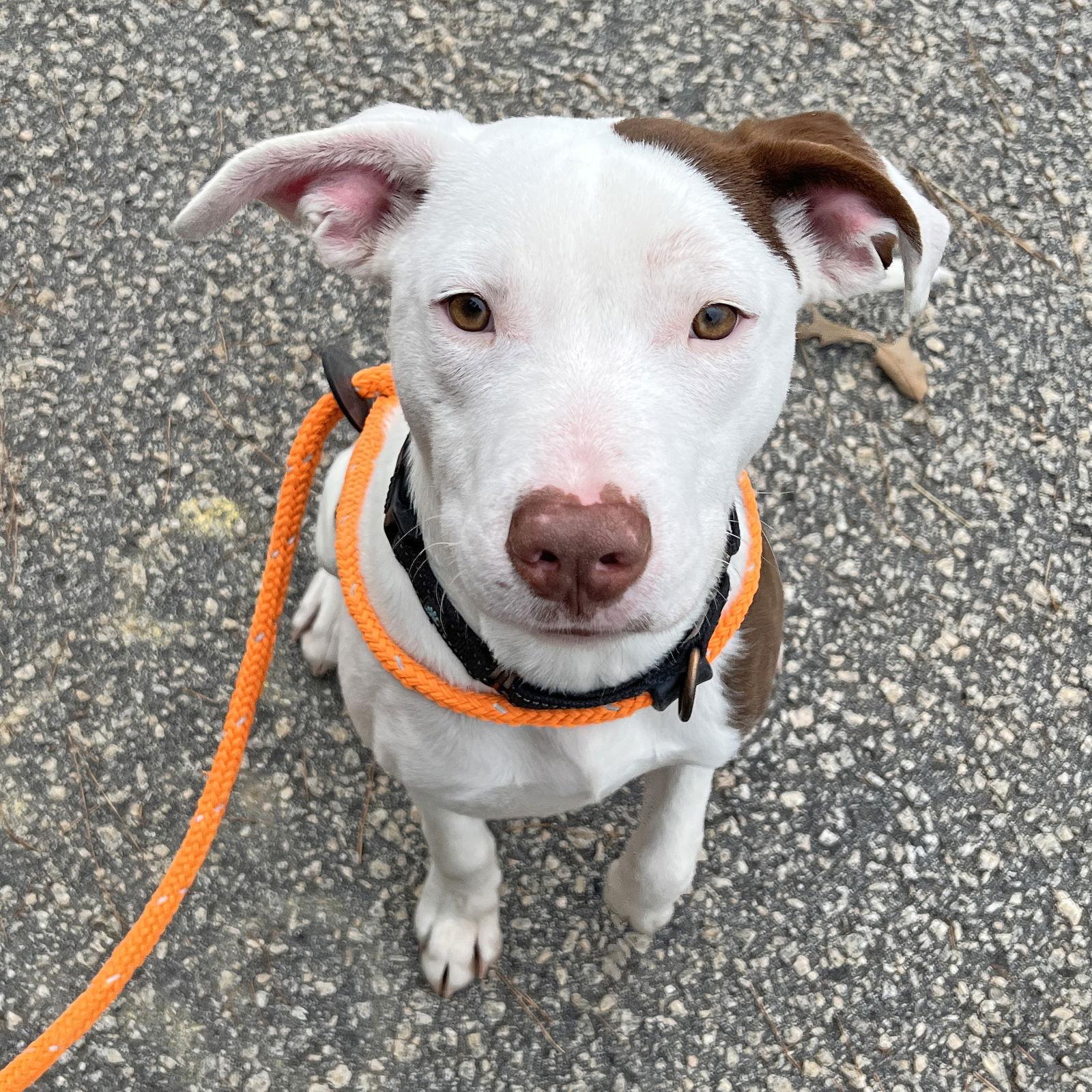Nada, Adoptable, Young Male Pointer.