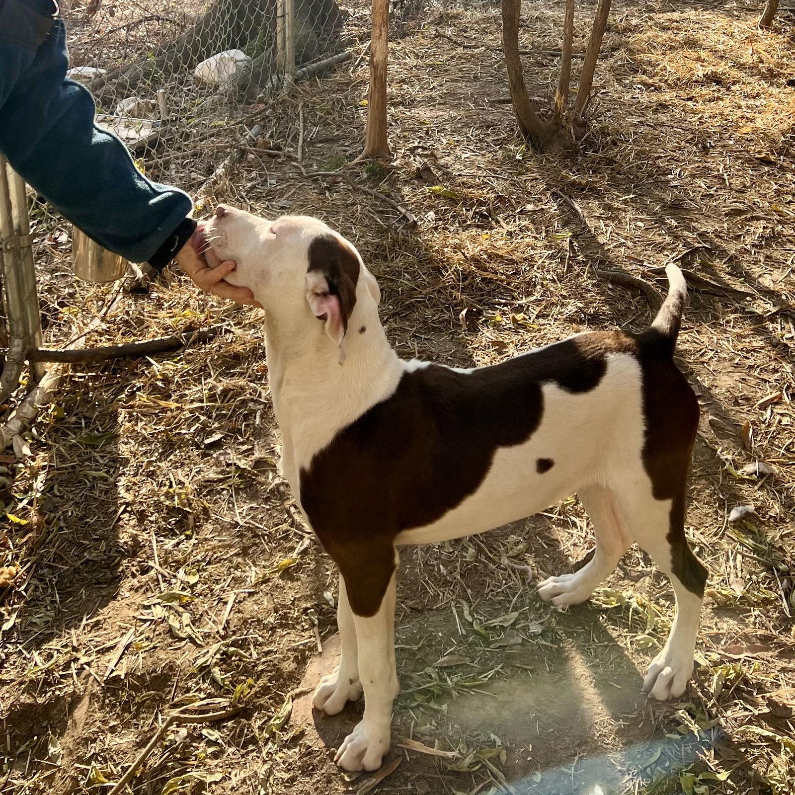 Nada, a Adoptable Pointer in Mc Cormick, SC image 3/3
