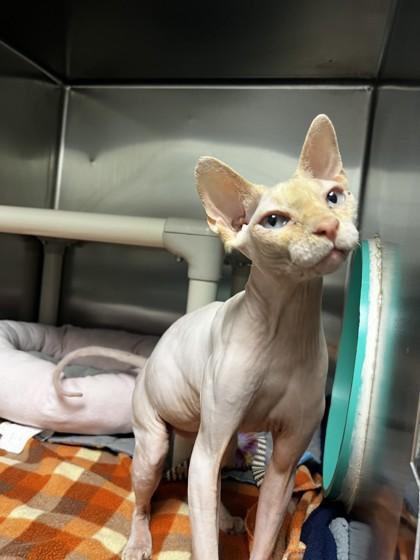 Enlarge Ginger, an adopted Sphynx / Hairless Cat in Whitby, ON image 1/1
