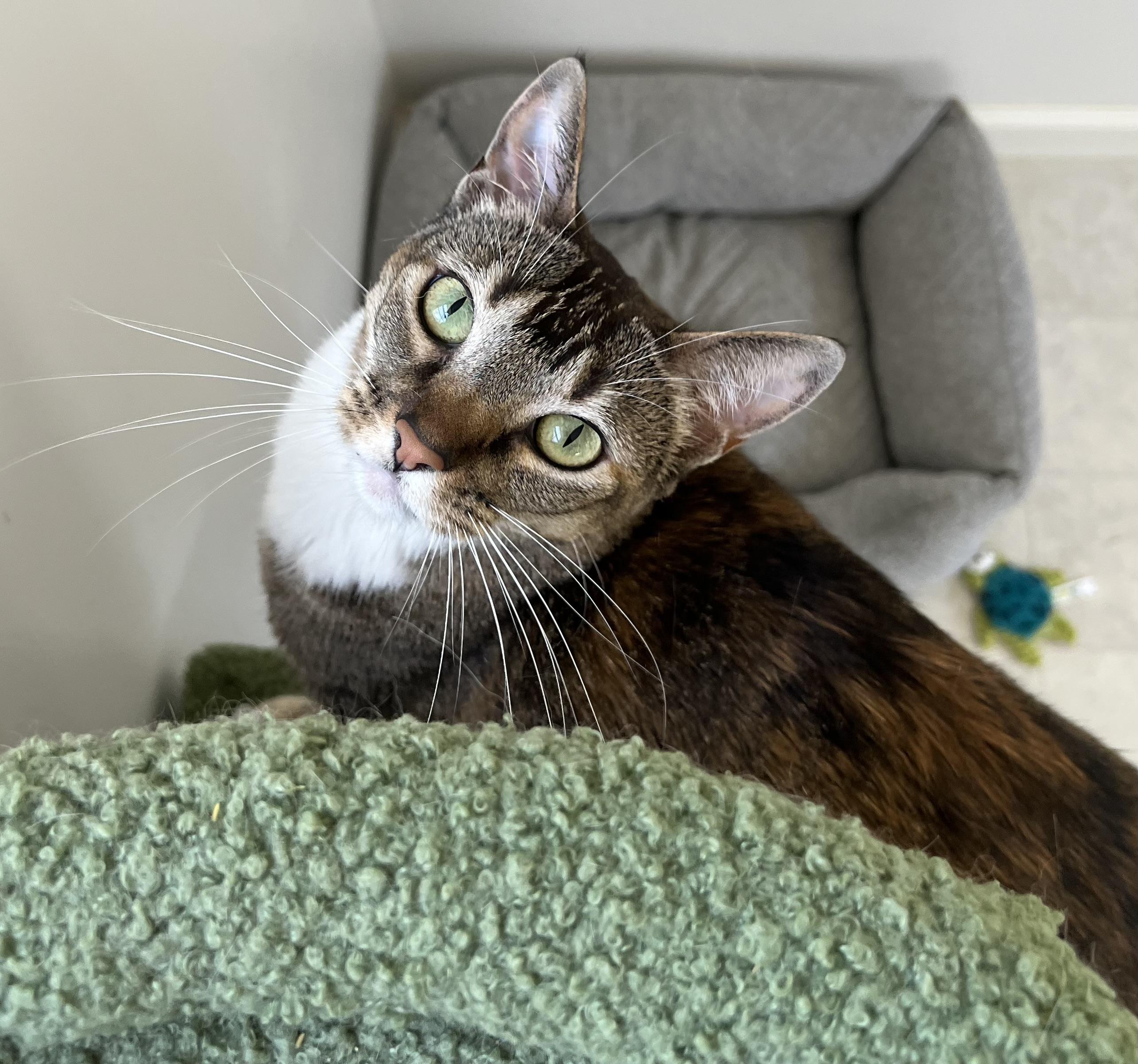 Enlarge Wanda, a ADOPTABLE mixed breed in El Dorado Hills, CA image 3/3