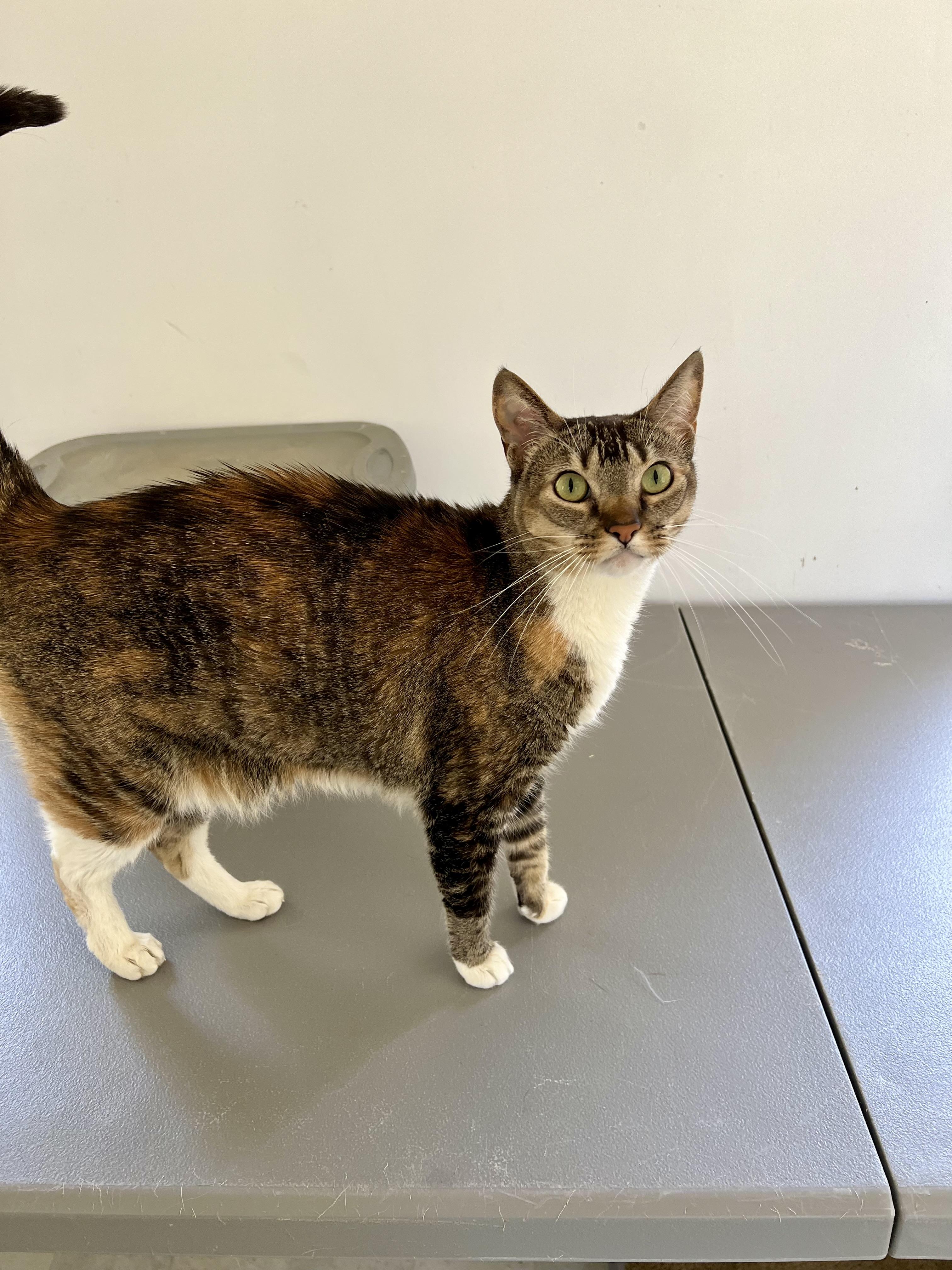 Enlarge Wanda, a ADOPTABLE mixed breed in El Dorado Hills, CA image 2/3