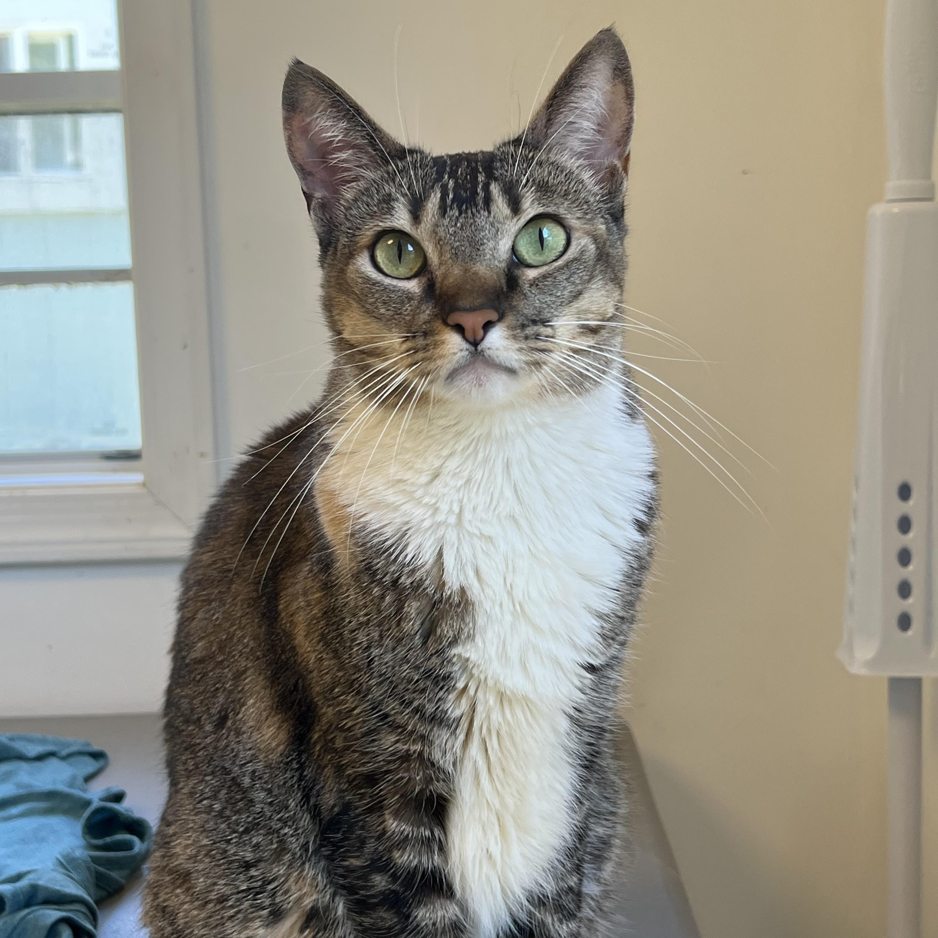 Enlarge Wanda, a ADOPTABLE mixed breed in El Dorado Hills, CA image 1/3