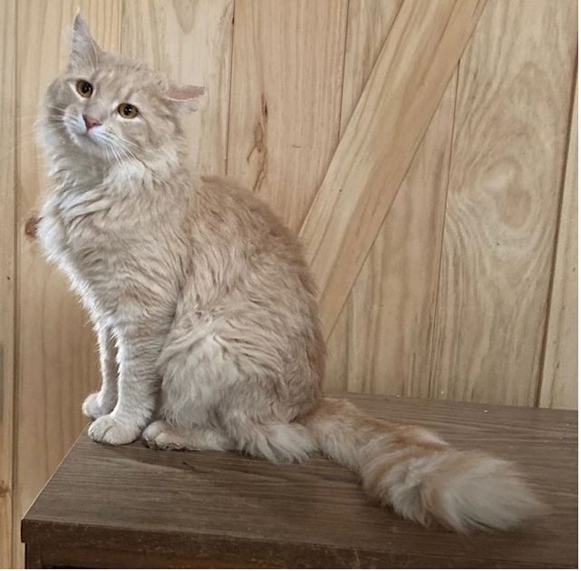 Curtis, Adoptable, Adult Male Domestic Medium Hair.