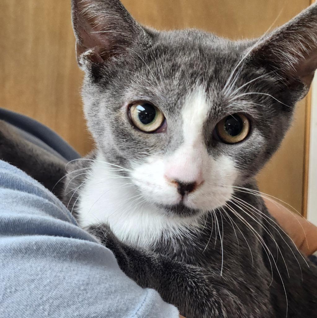 Enlarge Mochi, a Adoptable mixed breed in Walnutport, PA image 1/1