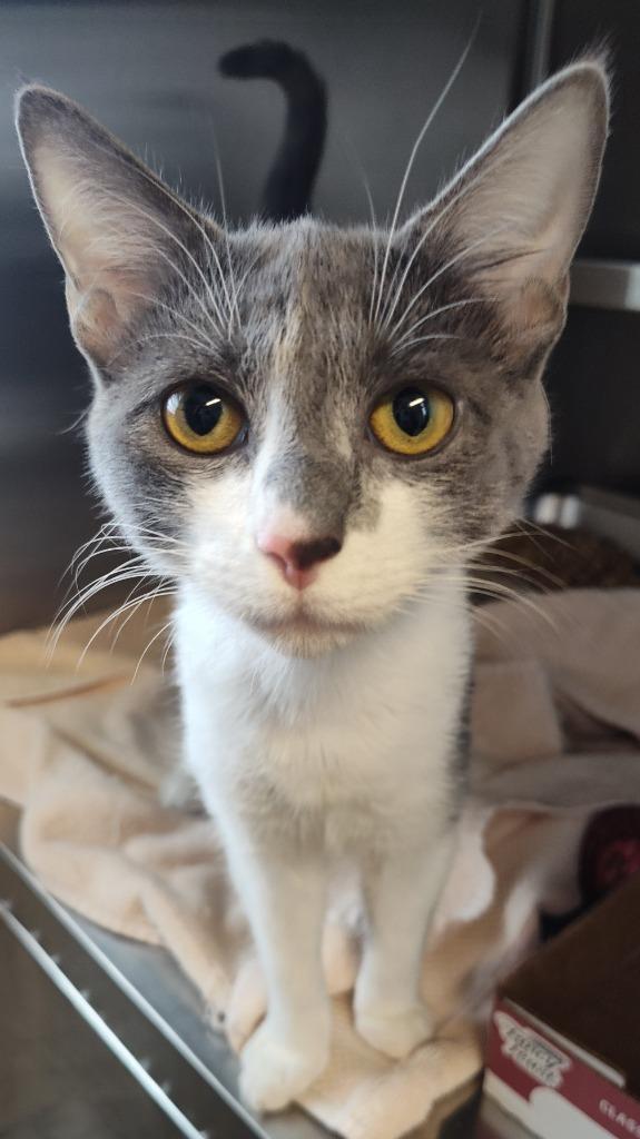 Enlarge Abby, a Adoptable mixed breed in Sandusky, OH image 1/1