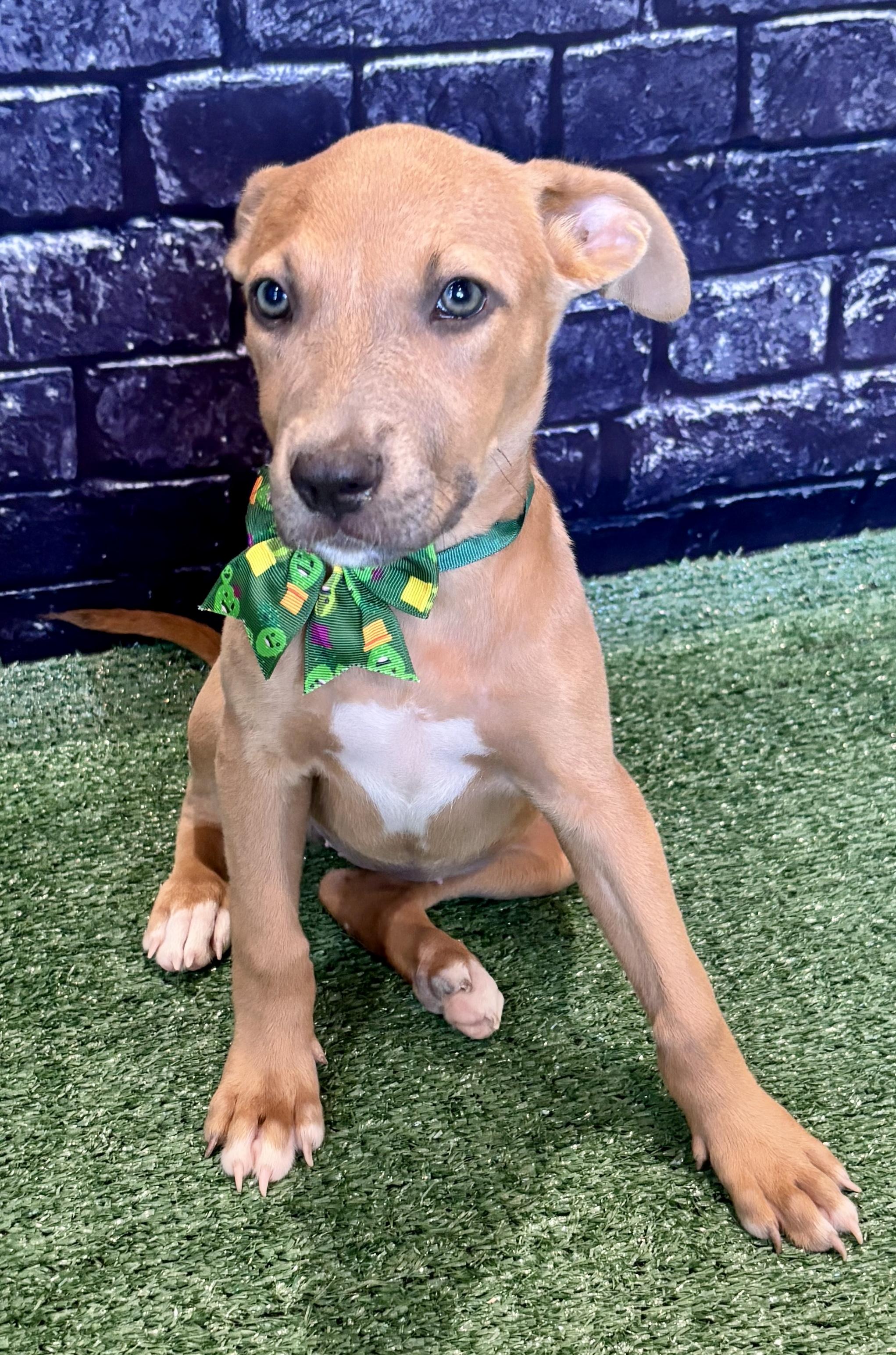 Bonita! Sweet and gentle!