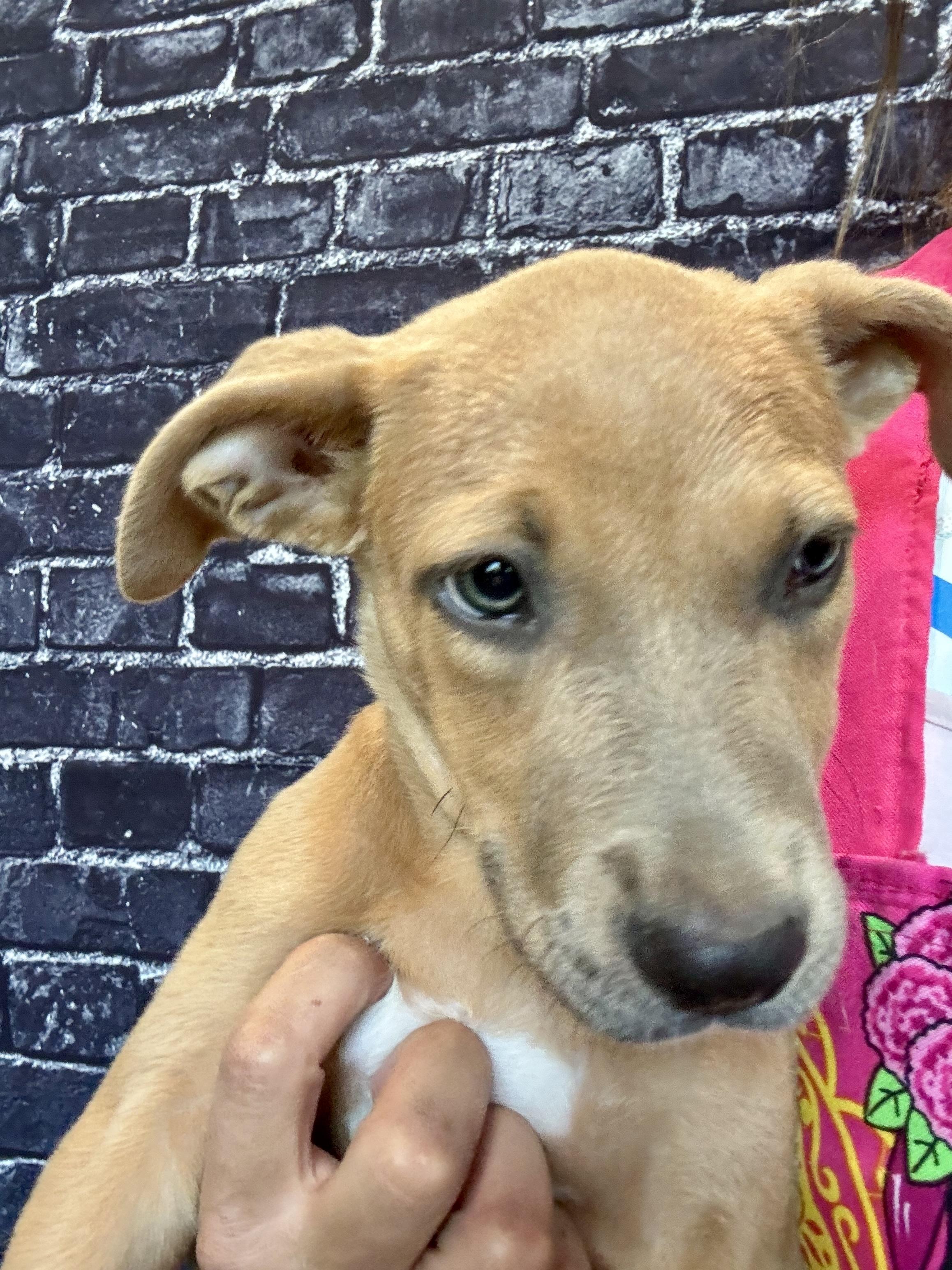 Bonita! Sweet and gentle!