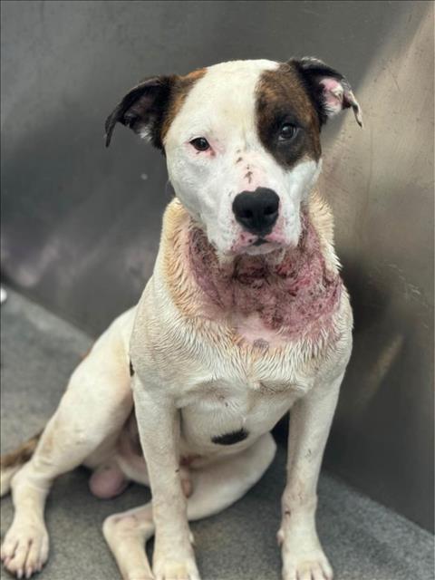 Enlarge MAX, a Adoptable Mixed Breed in Dallas, TX image 1/1