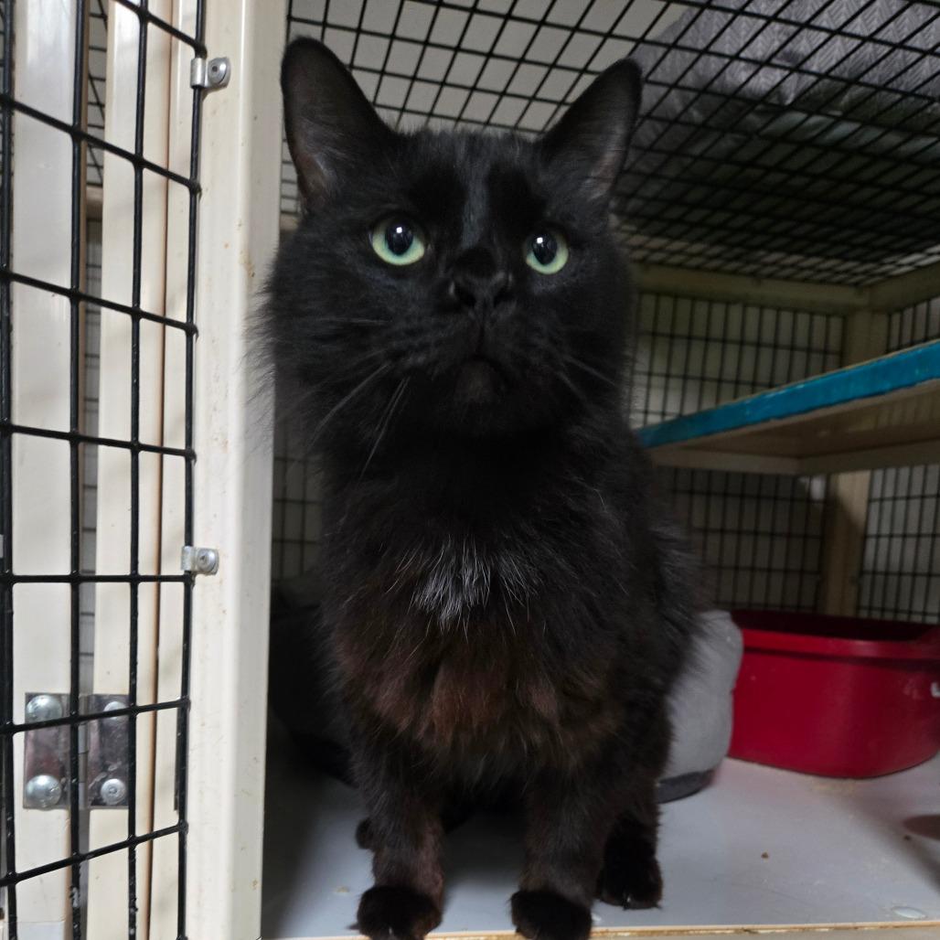 Harrison, Adoptable, Adult Male Domestic Long Hair.