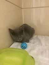 Enlarge Rabbit, a Adoptable Domestic Short Hair in Blue Springs, MO image 1/1