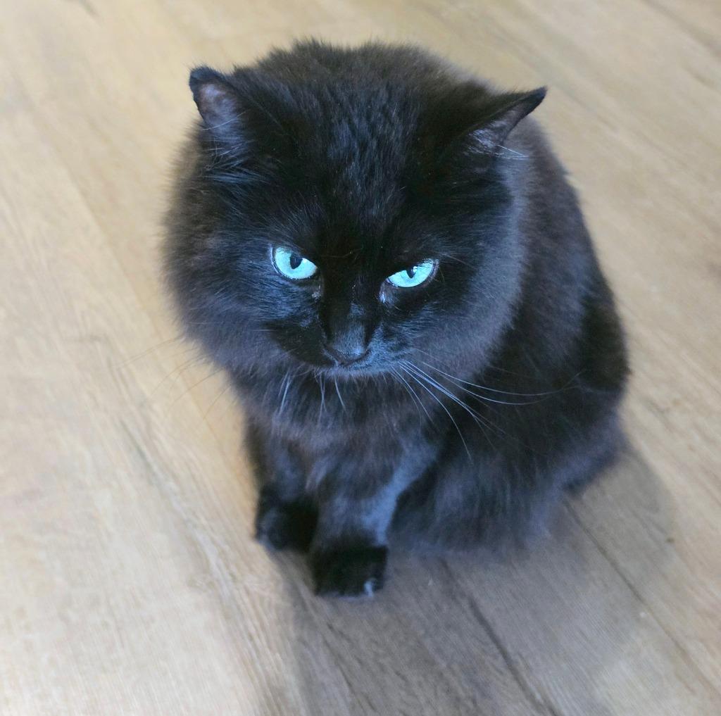 Saoirse, Adoptable, Adult Female Domestic Medium Hair.