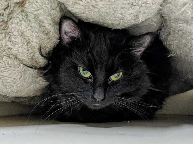 Enlarge Saoirse, a Adoptable mixed breed in Bloomington, IN image 3/3