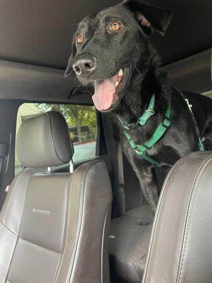 Enlarge Demitri, a Adoptable mixed breed in Fort Worth, TX image 2/6