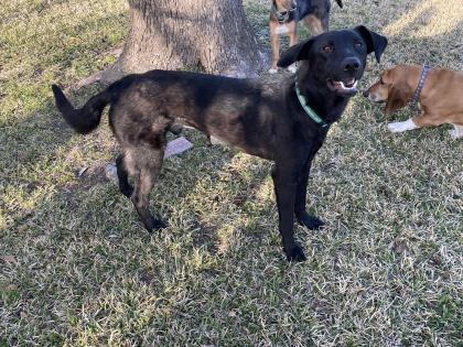 Enlarge Demitri, a Adoptable mixed breed in Fort Worth, TX image 5/6