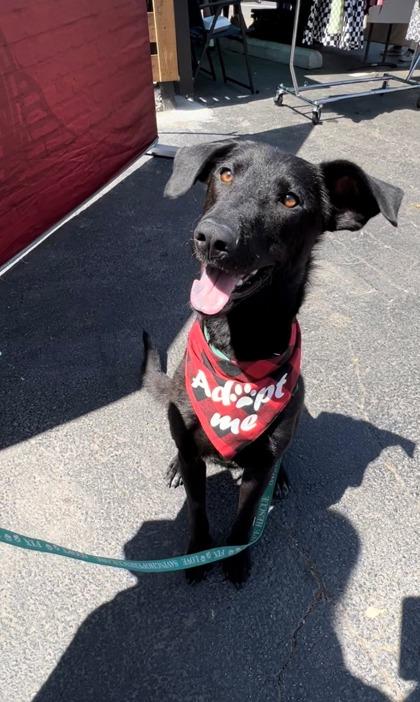 Enlarge Demitri, a Adoptable mixed breed in Fort Worth, TX image 6/6