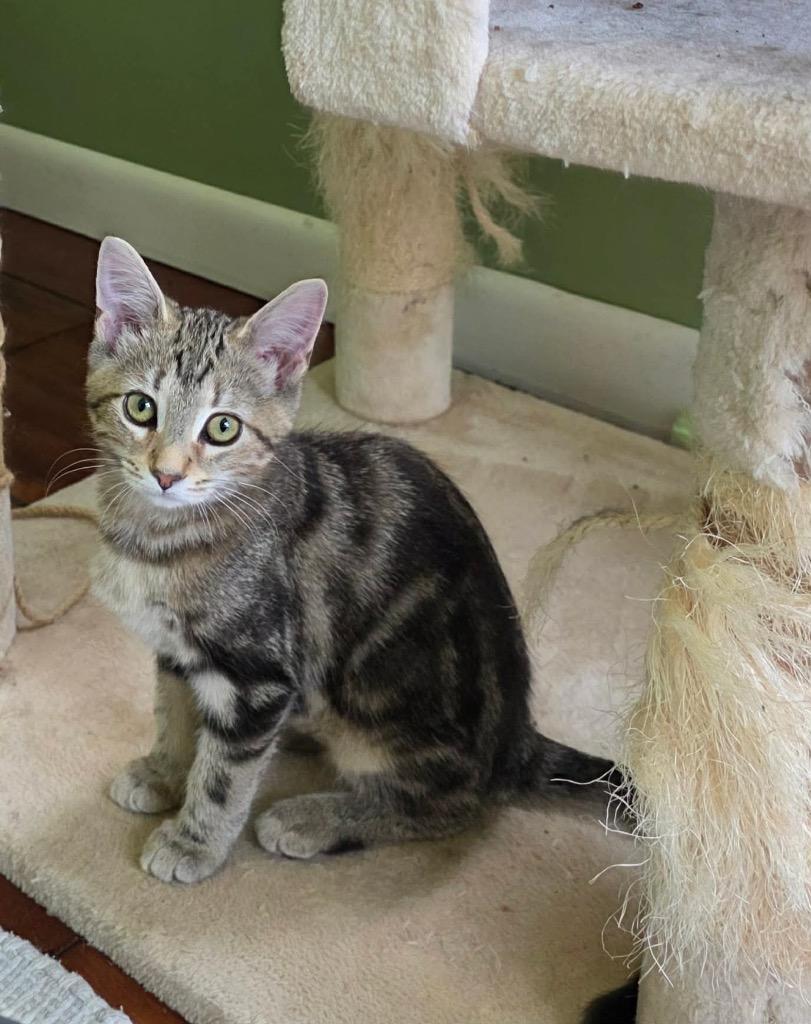 Amy, Adoptable, Kitten Female Domestic Long Hair.