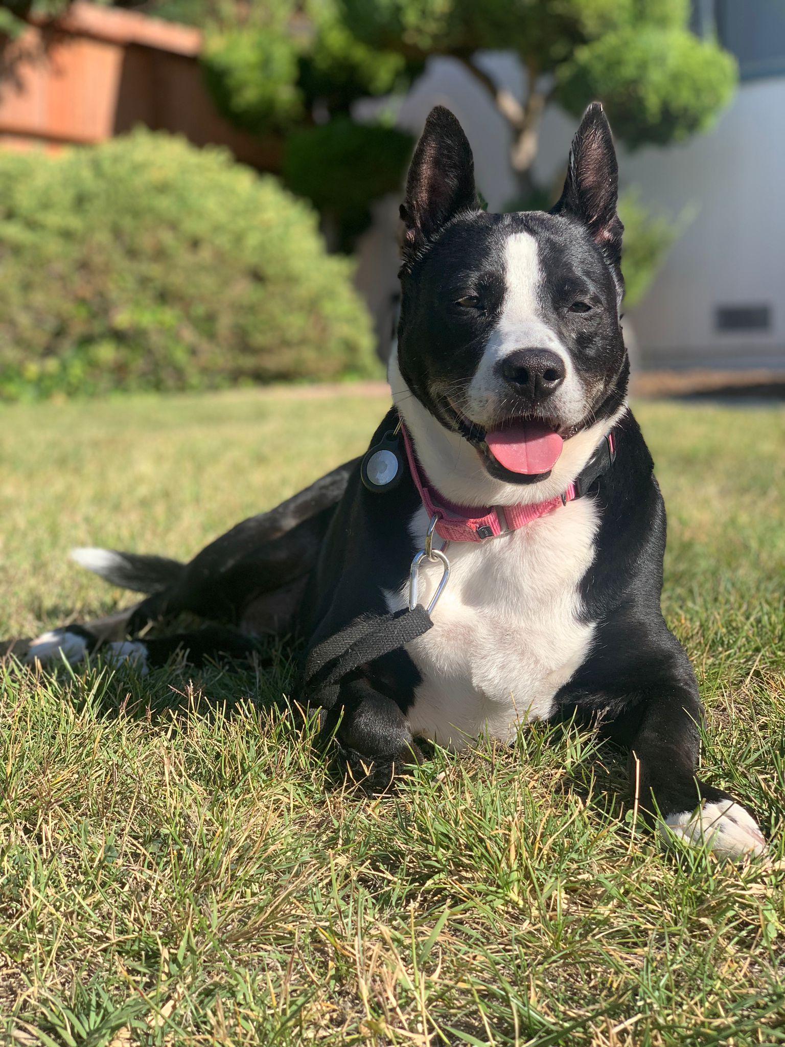 Mora, a Adoptable mixed breed in Kensington, CA image 4/6