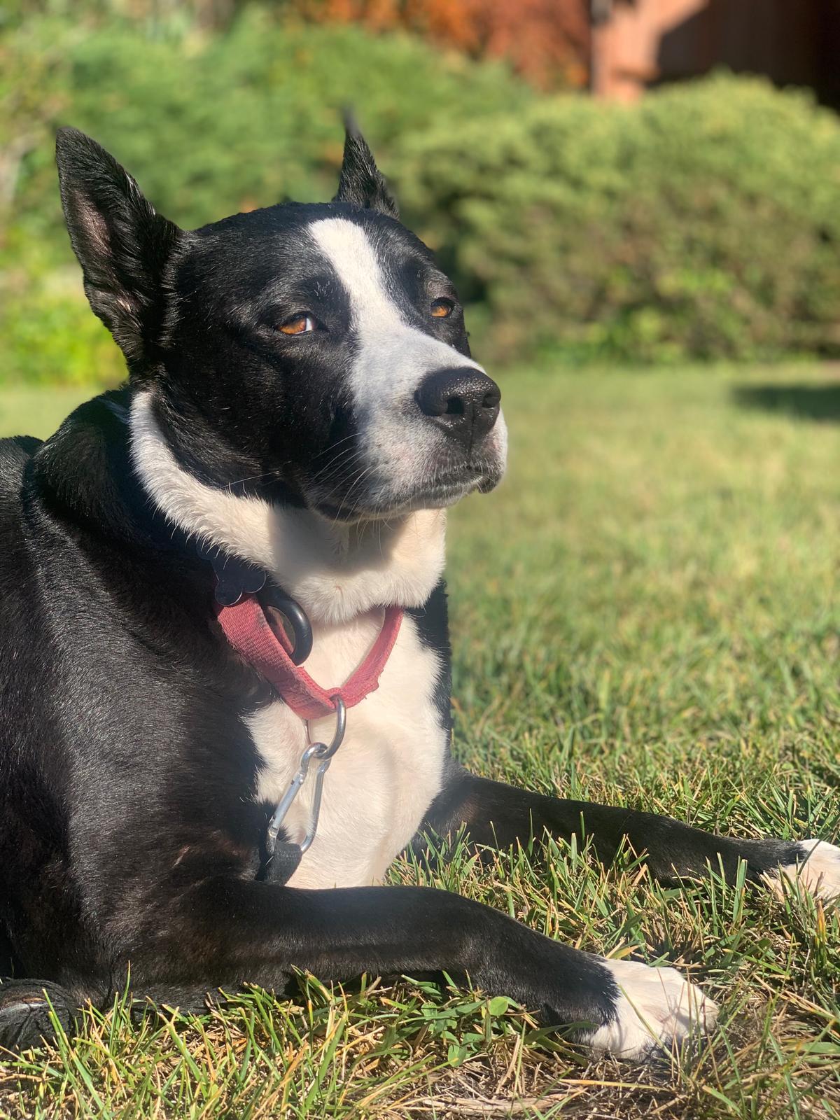 Mora, a Adoptable mixed breed in Kensington, CA image 6/6