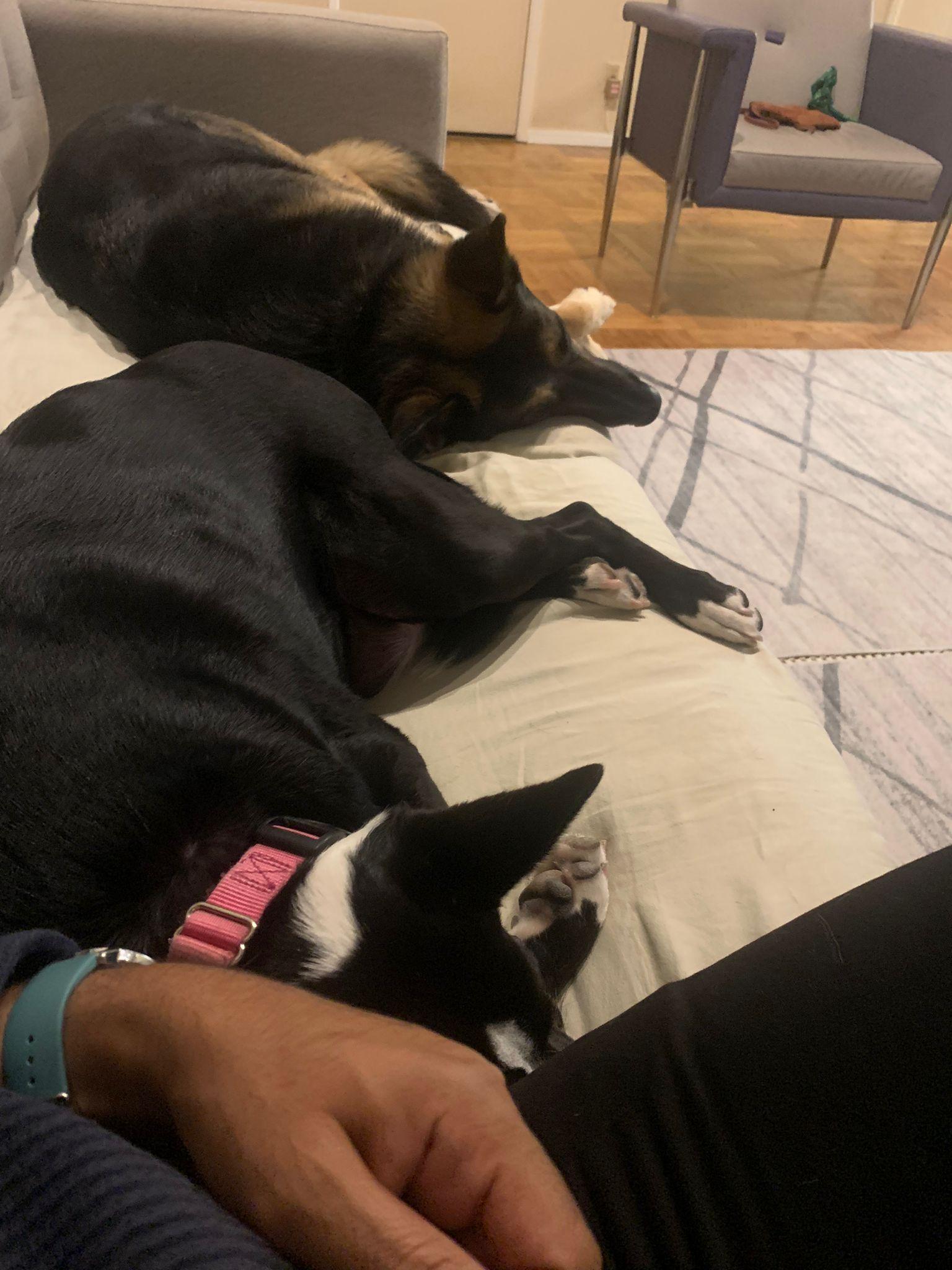 Mora, a Adoptable mixed breed in Kensington, CA image 5/6