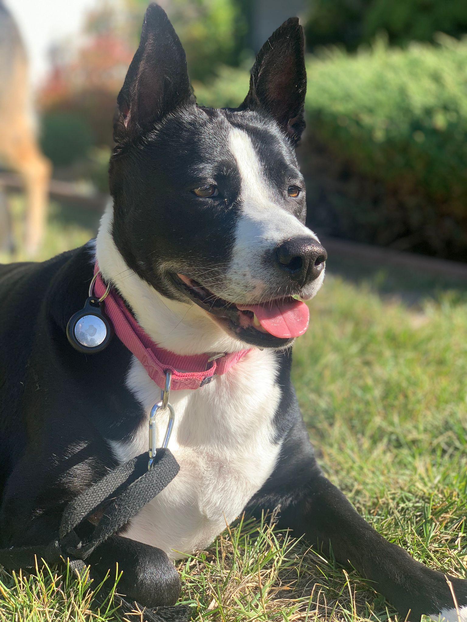 Mora, a Adoptable mixed breed in Kensington, CA image 1/6